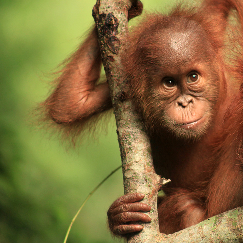 Siti The Orangutan Project