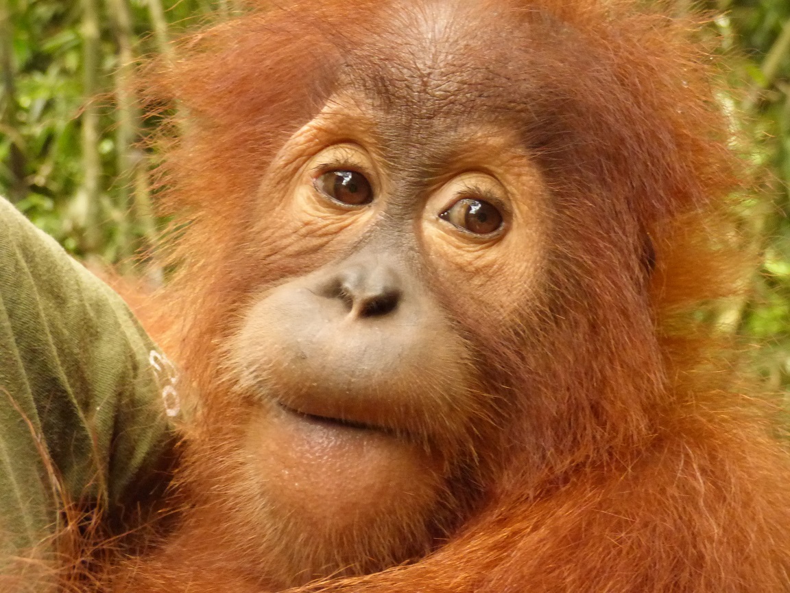 Gokong The Orangutan Project 