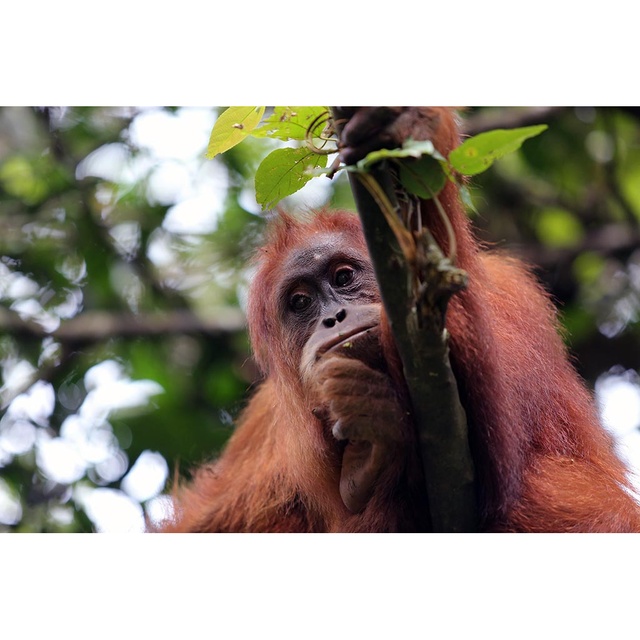 Protect One Orangutan  for One Year The Orangutan  Project