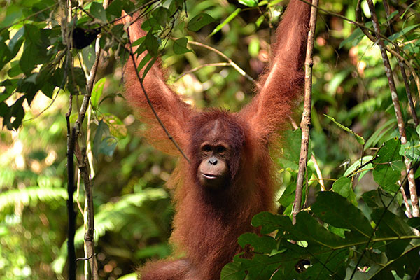 We brought her home... - The Orangutan Project