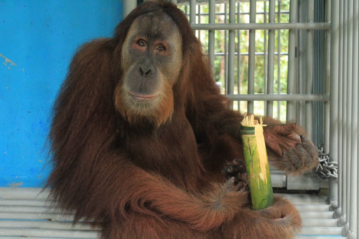 Sub-adult orangutan male Robert